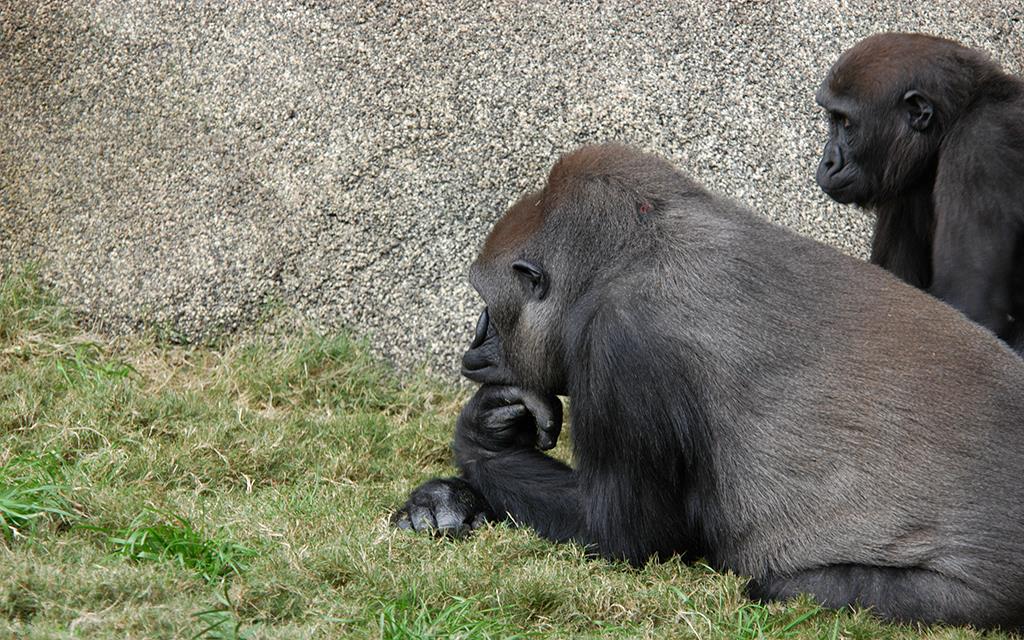 Western Lowland Gorilla-01