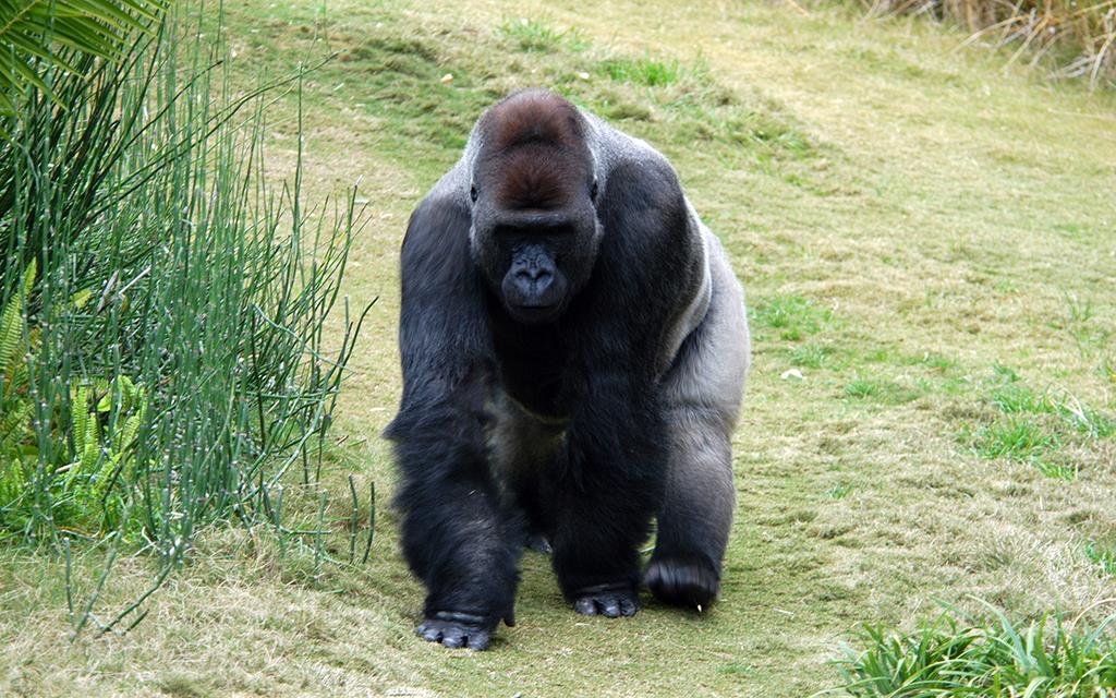 Western Lowland Gorilla-05