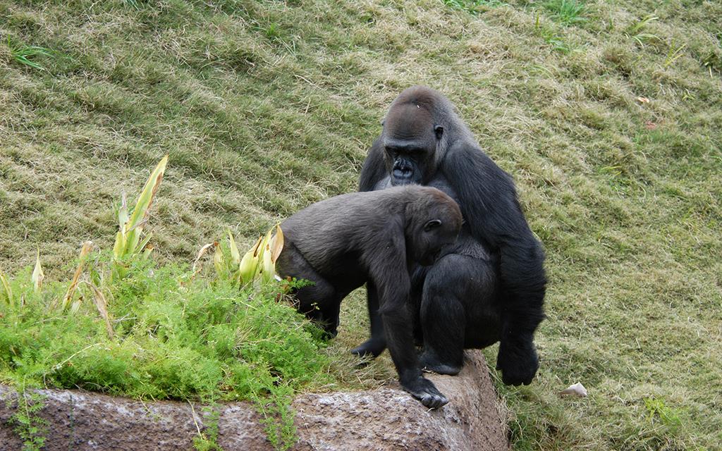 Western Lowland Gorilla-06