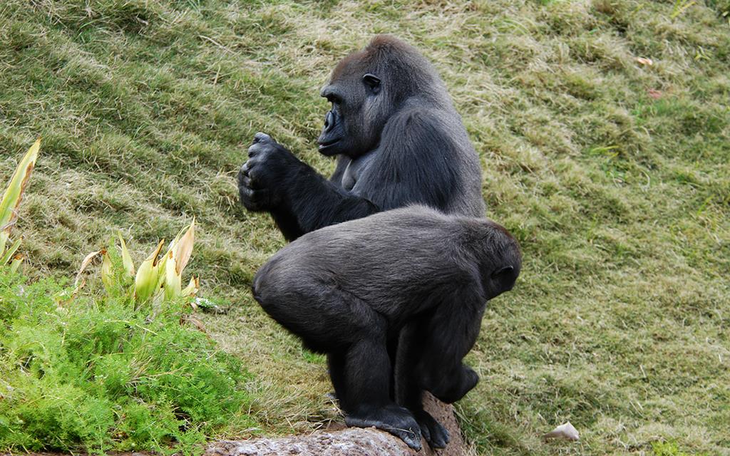 Western Lowland Gorilla-07