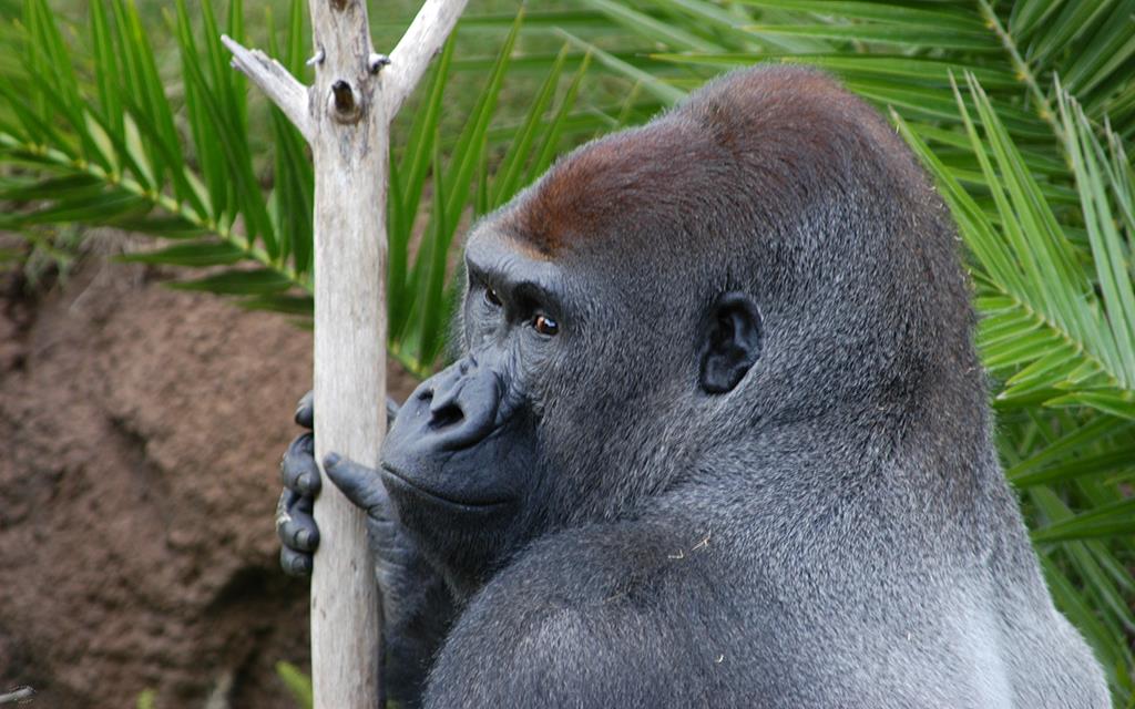 Western Lowland Gorilla-08