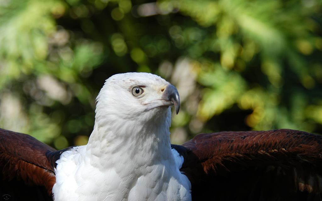 African Fish Eagle-01