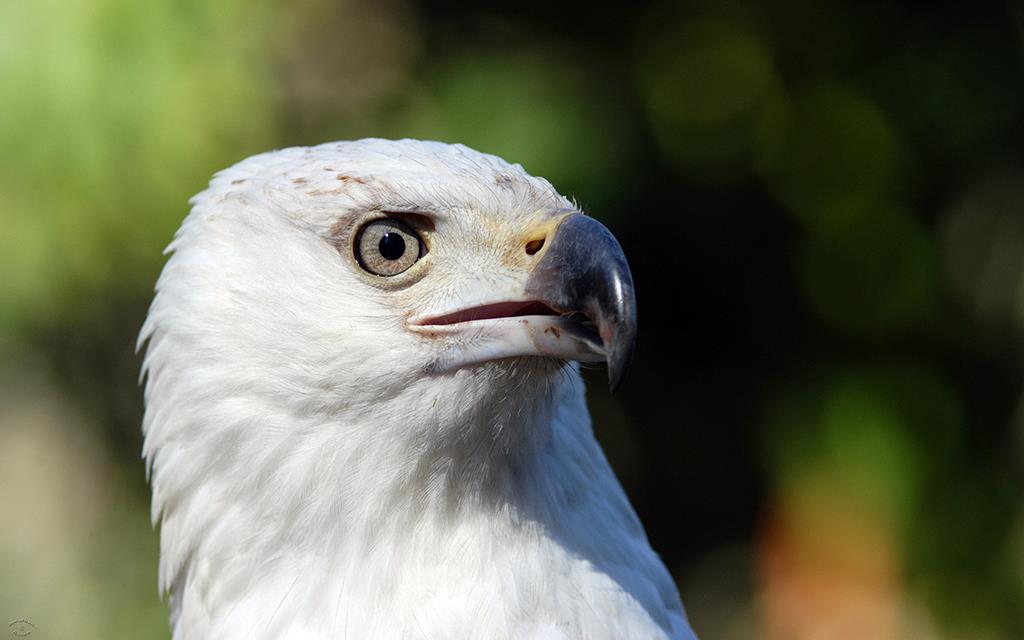 African Fish Eagle-02