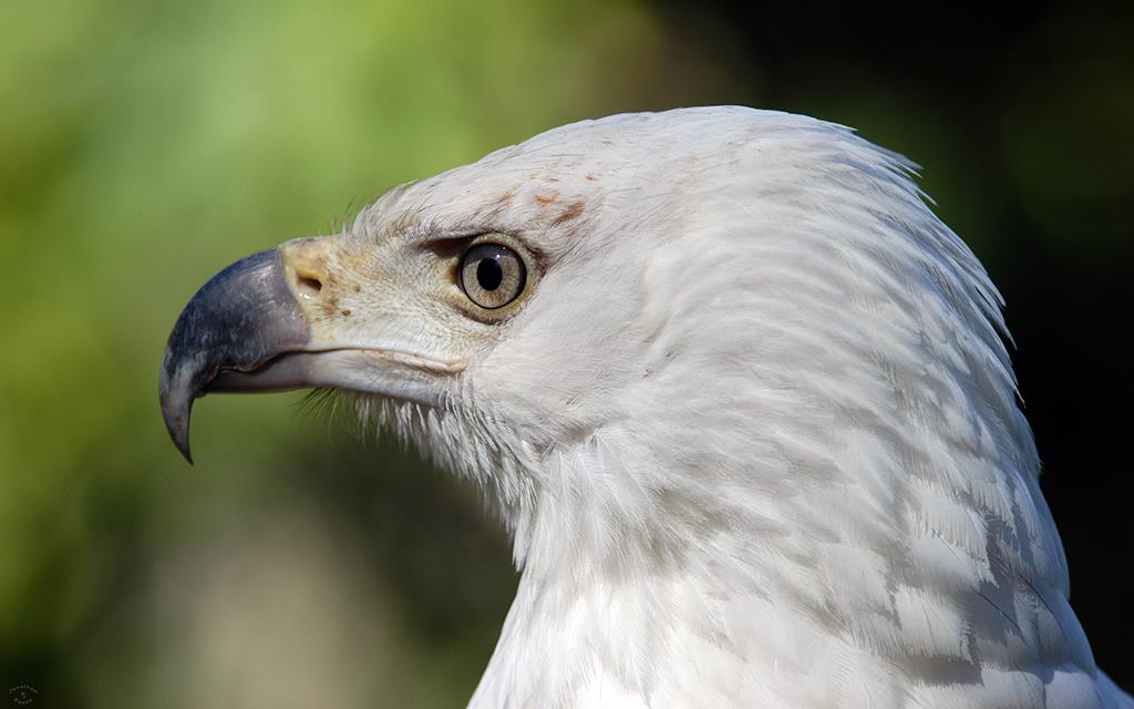 African Fish Eagle-03