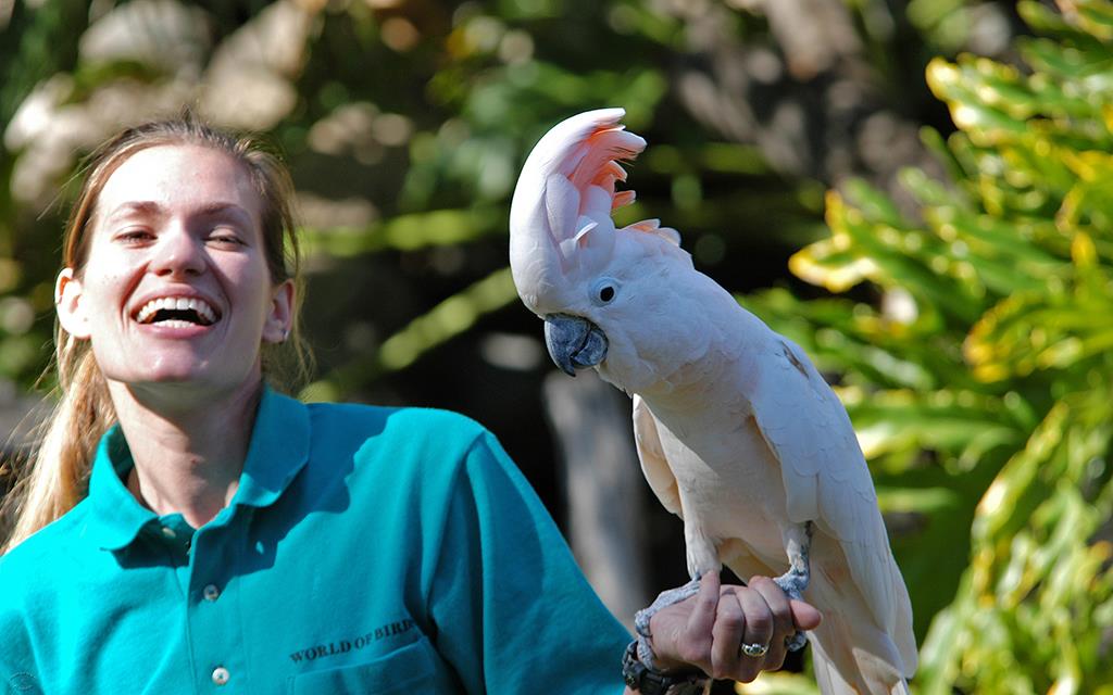 Cockatoo-Salmon Crested-01