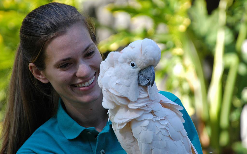 Cockatoo-Salmon Crested-02