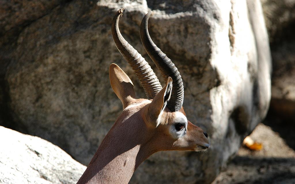 Gerenuk-01