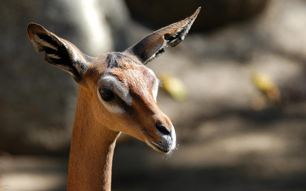 Gerenuk-02