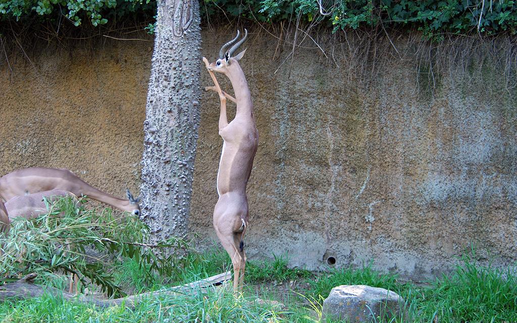 Gerenuk-03