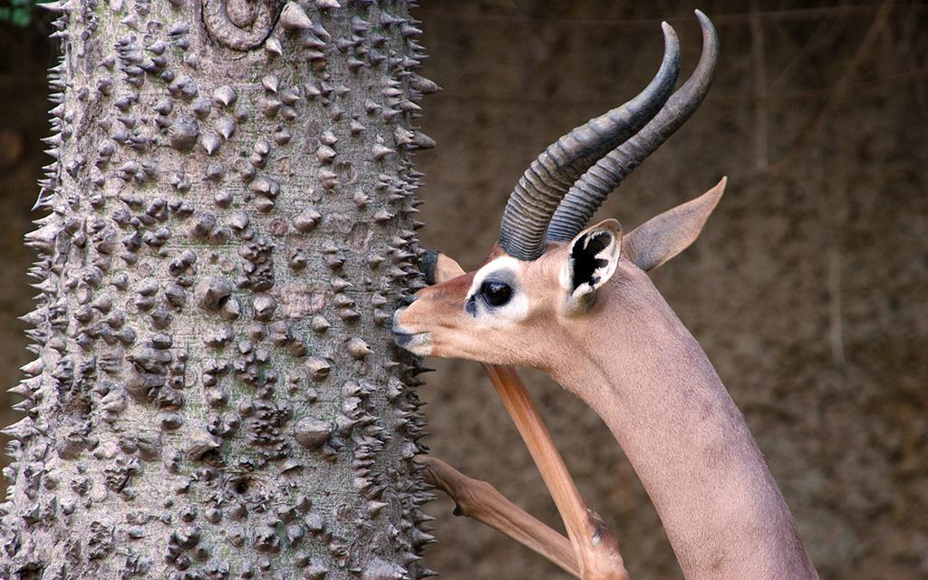 Gerenuk-04