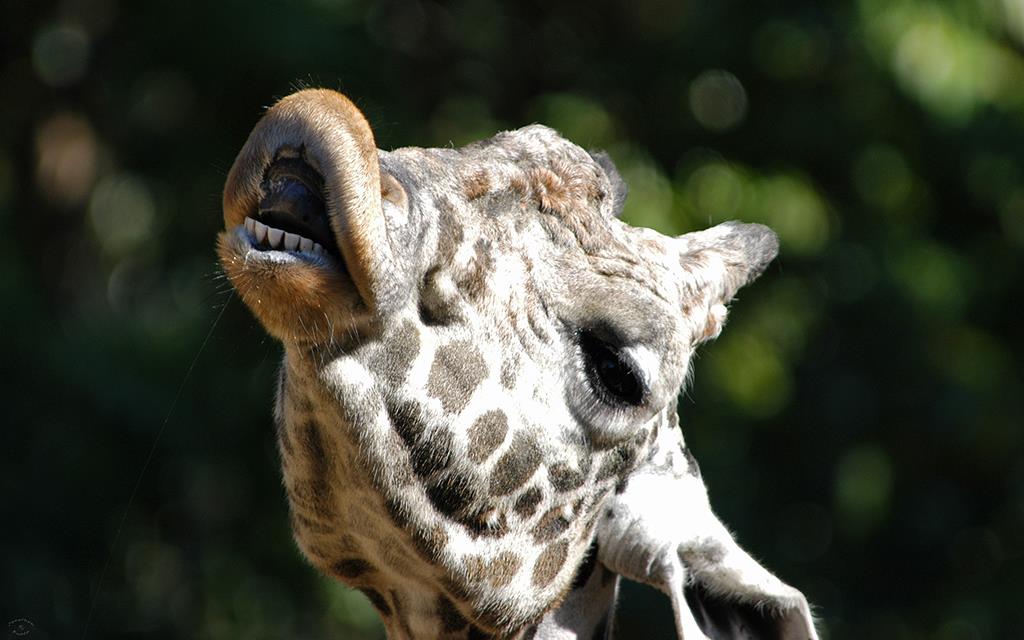 Giraffe-01