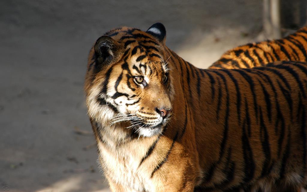 Sumatran Tiger-01