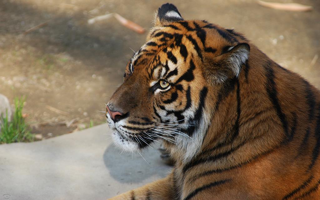 Sumatran Tiger-04