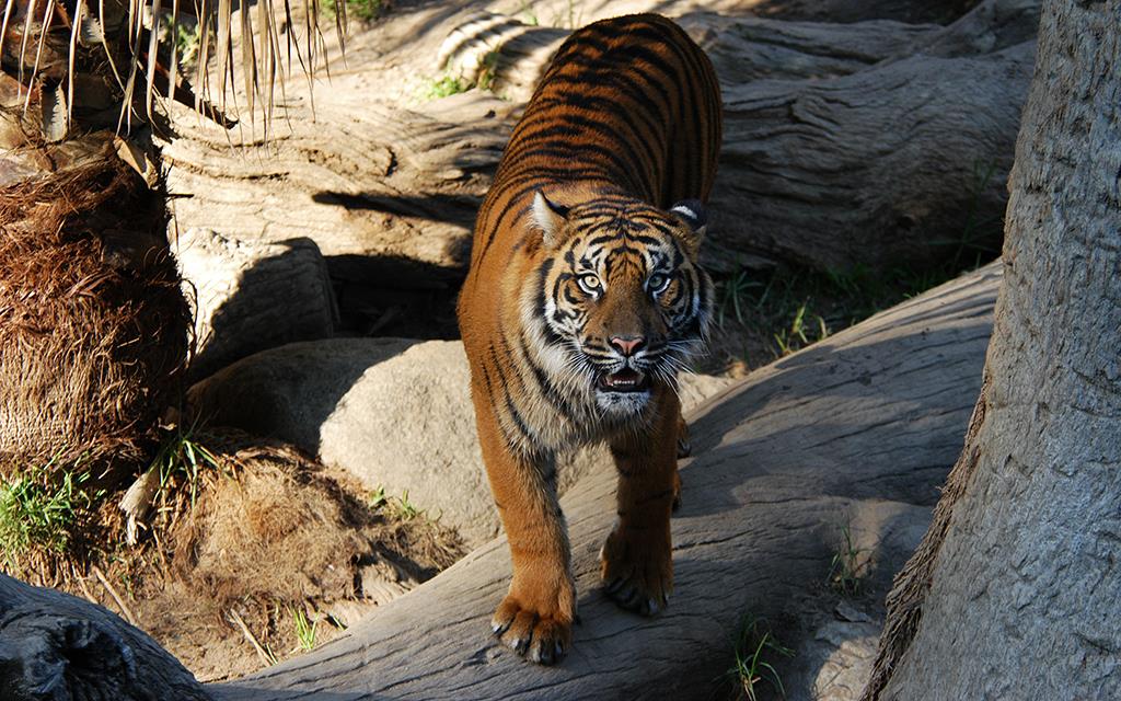 Sumatran Tiger-05