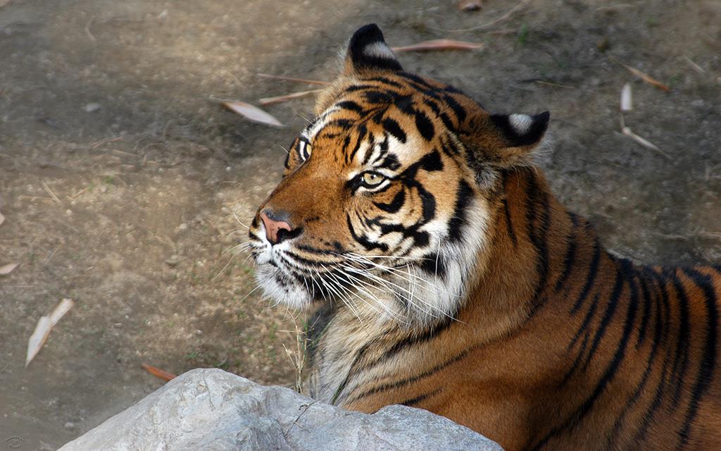 Sumatran Tiger-06