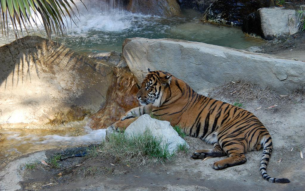 Sumatran Tiger-07