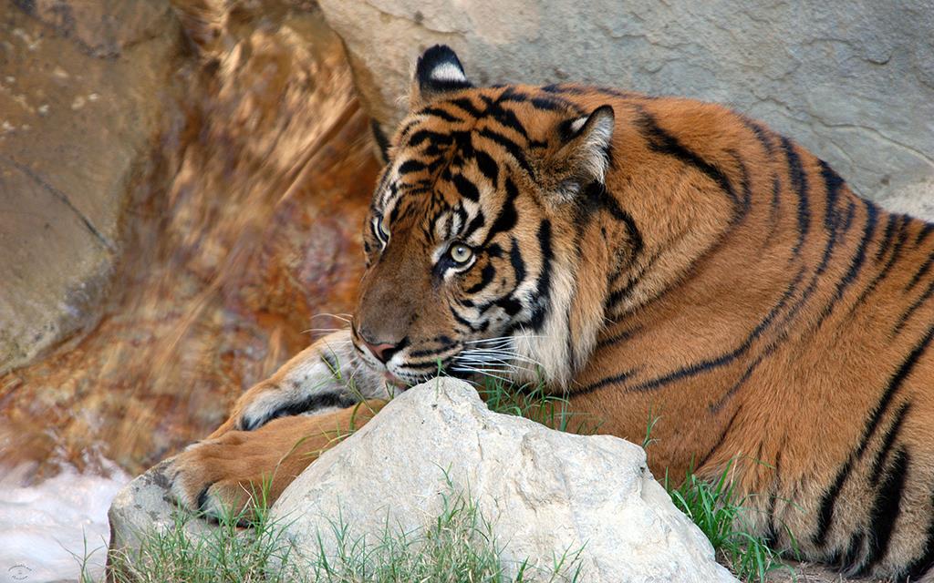 Sumatran Tiger-08