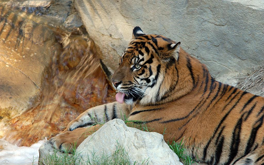 Sumatran Tiger-09