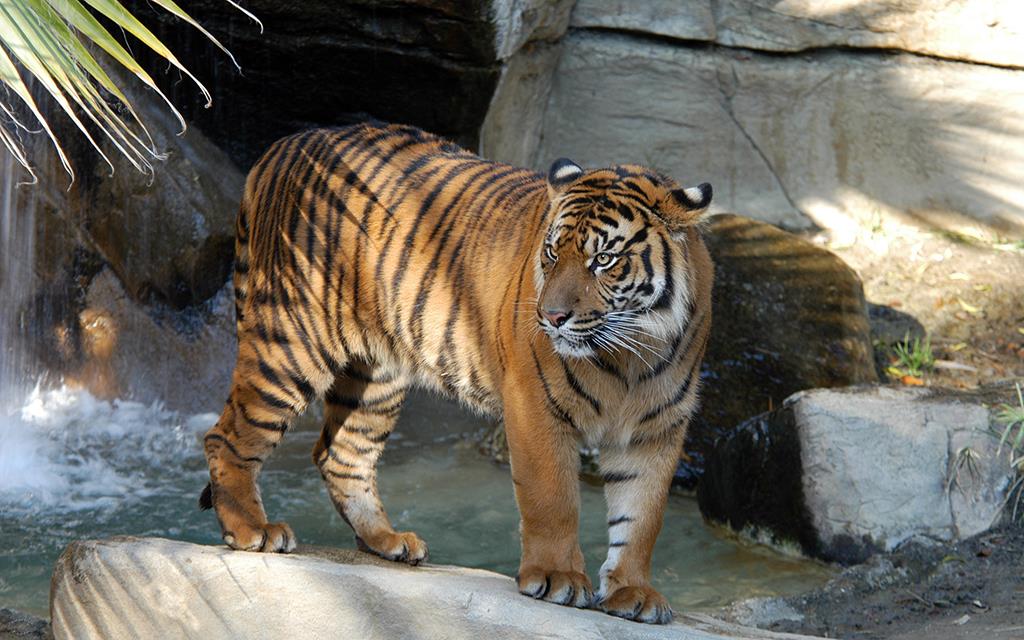 Sumatran Tiger-10