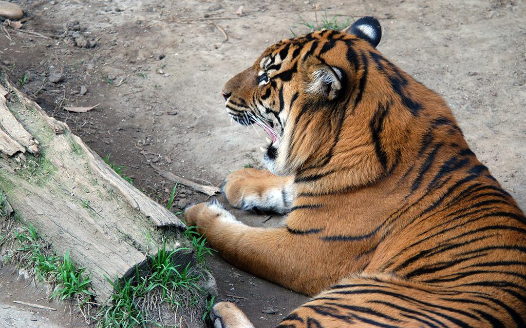 Sumatran Tiger-11