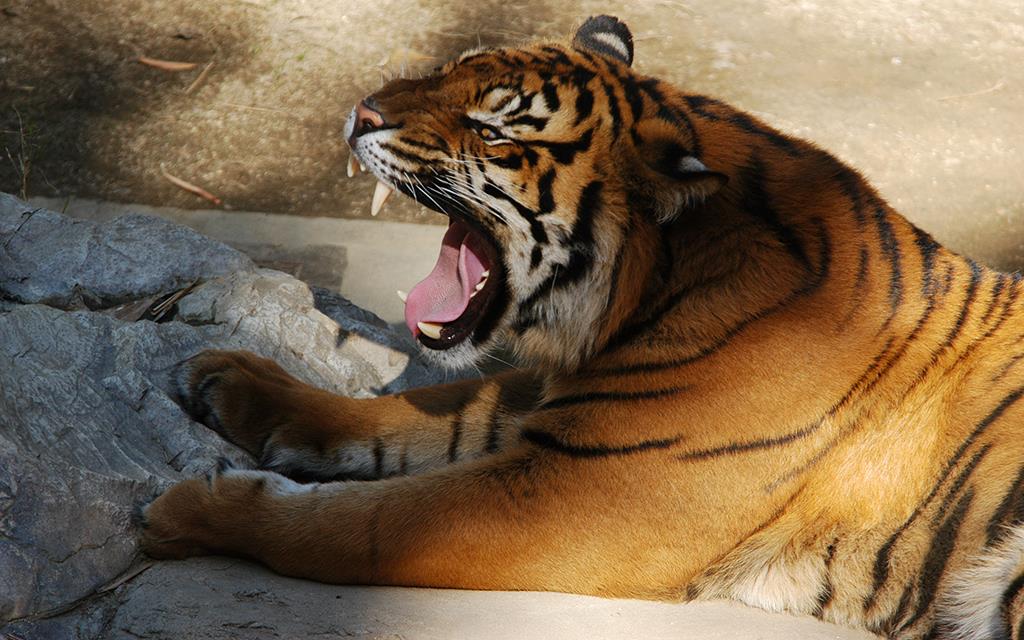 Sumatran Tiger-14