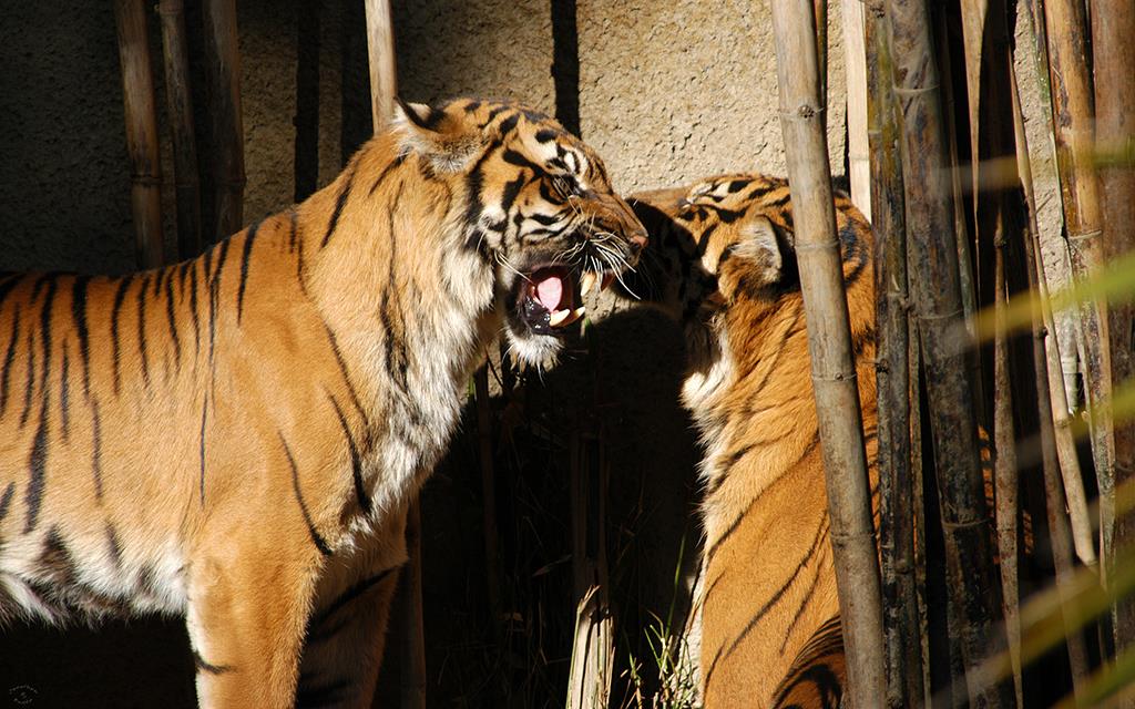 Sumatran Tiger-15