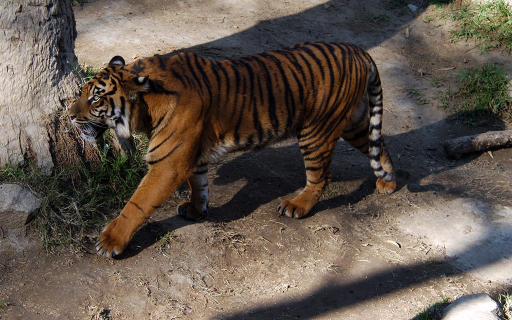 Sumatran Tiger-16