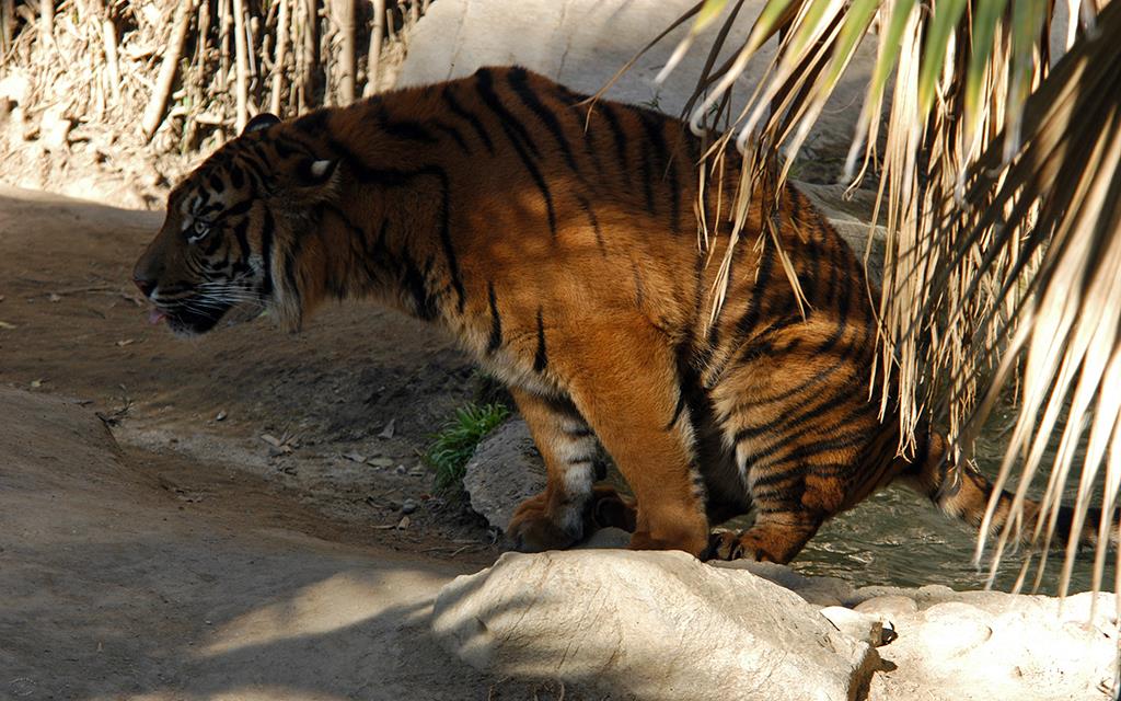 Sumatran Tiger-17