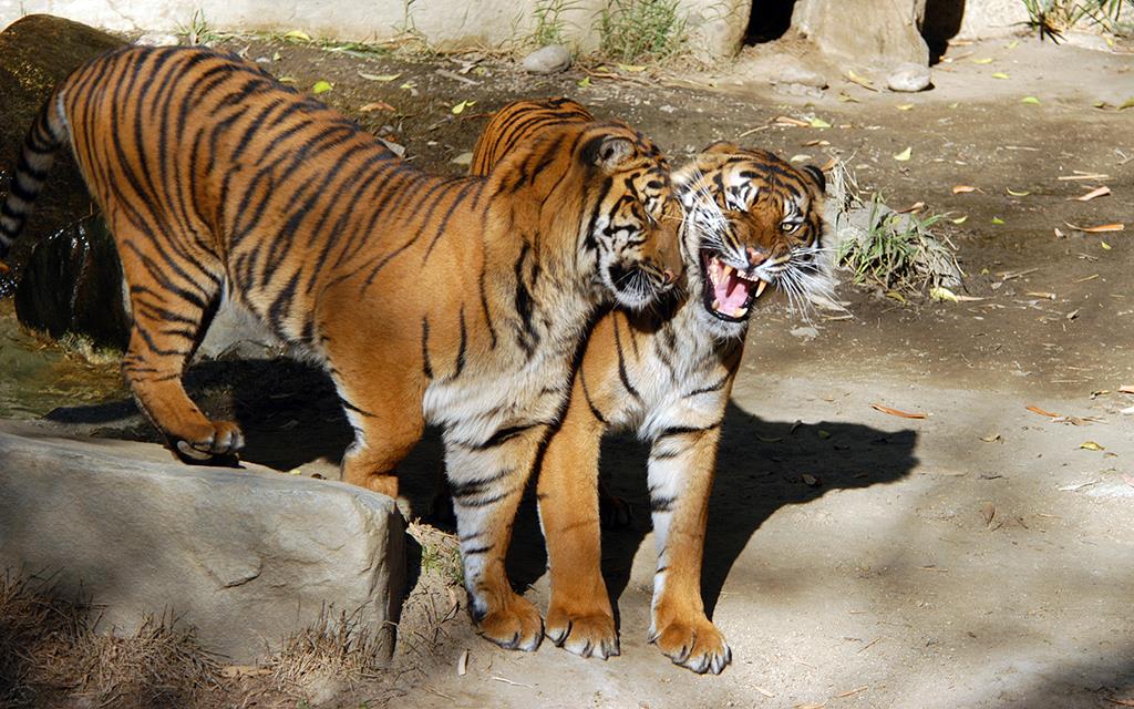 Sumatran Tiger-18