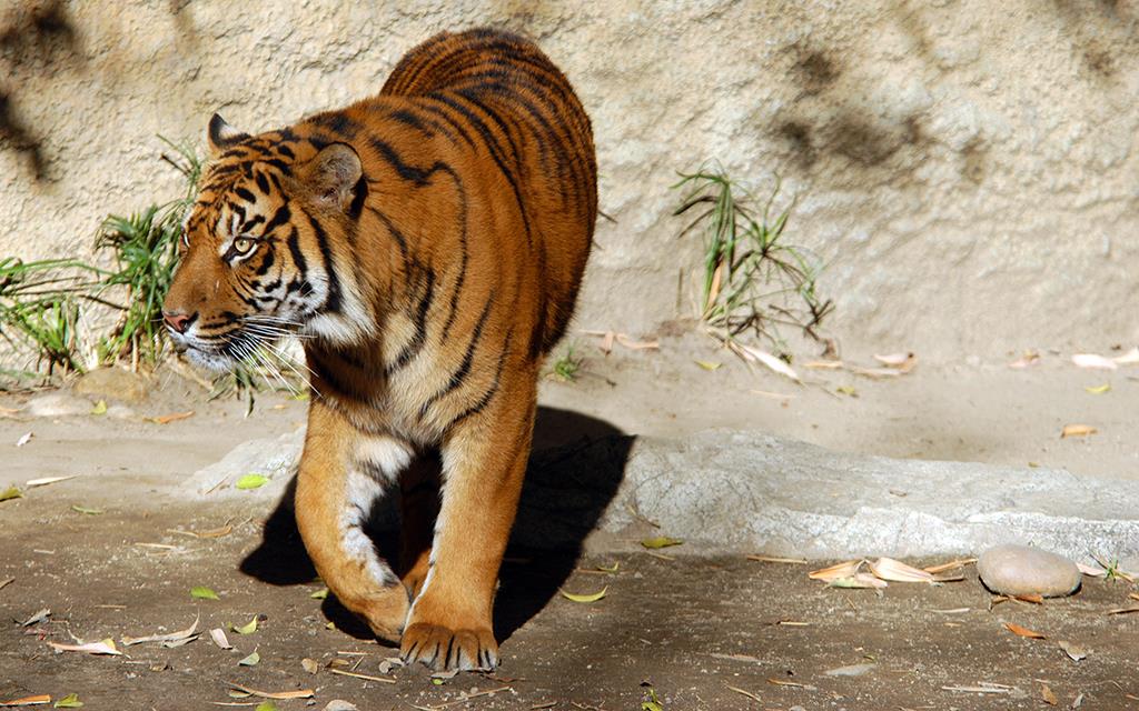 Sumatran Tiger-19