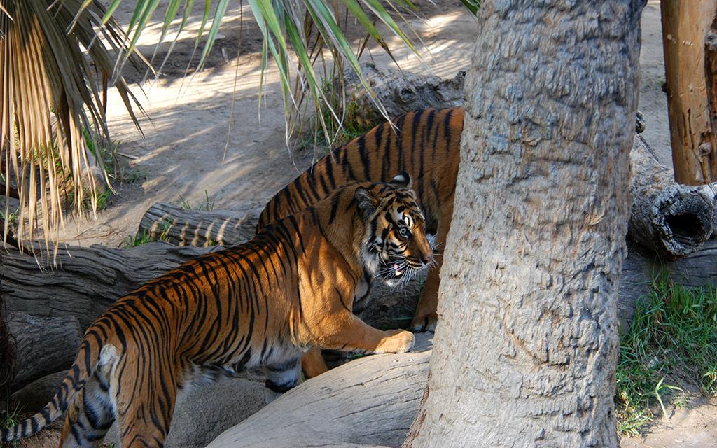 Sumatran Tiger-20