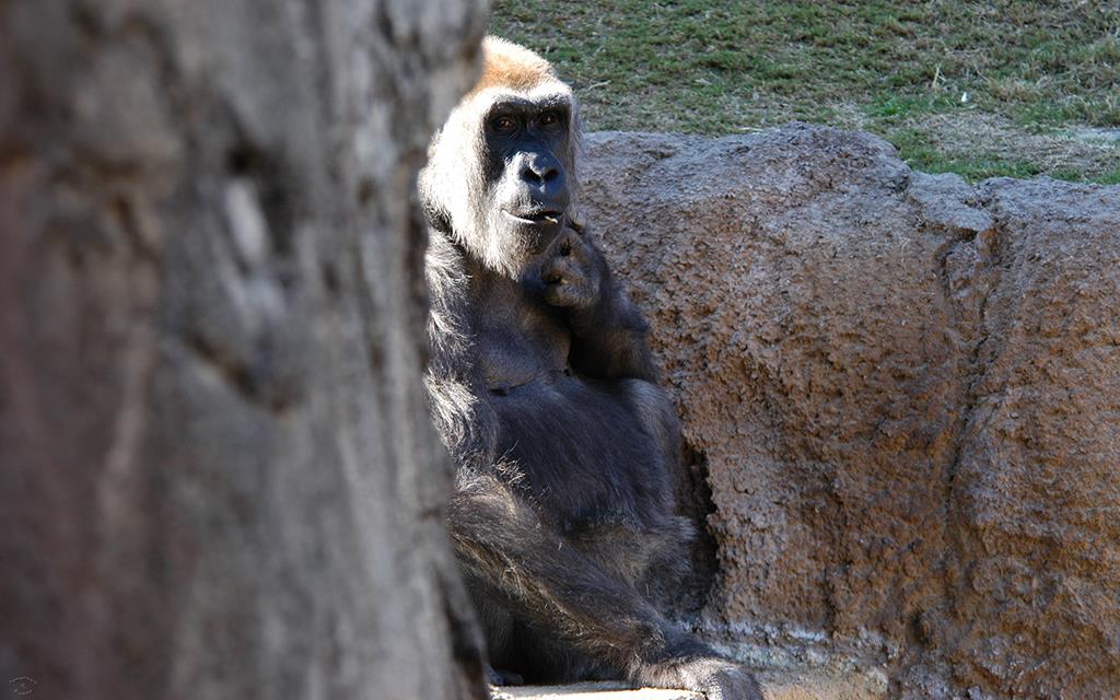 Western Lowland Gorilla-01