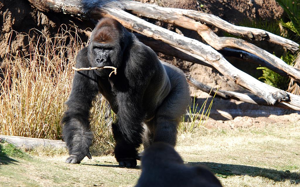 Western Lowland Gorilla-02