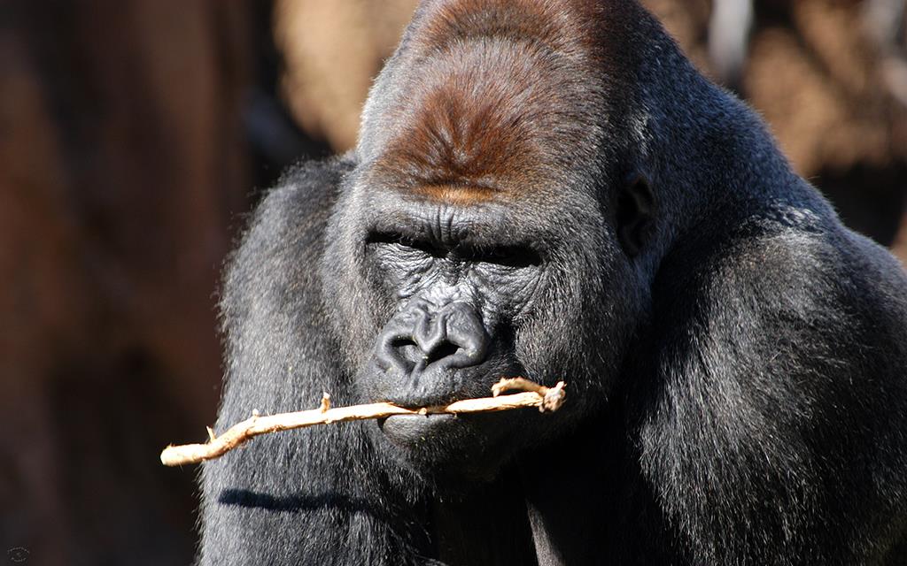 Western Lowland Gorilla-03