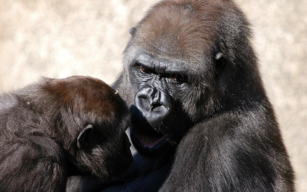 Western Lowland Gorilla-04