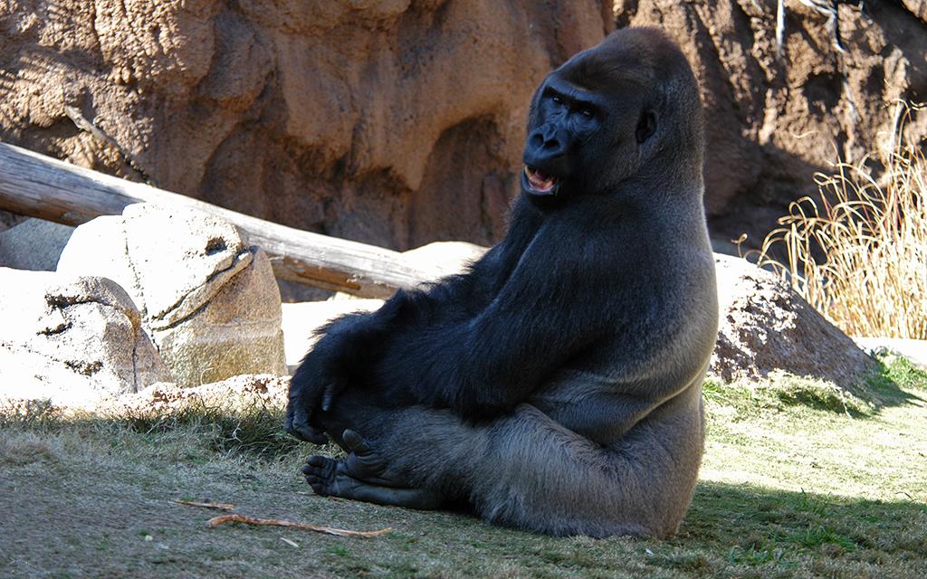 Western Lowland Gorilla-05