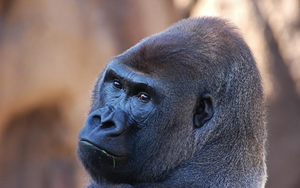 Western Lowland Gorilla-06