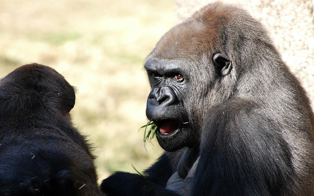 Western Lowland Gorilla-07