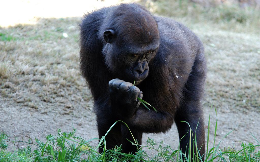 Western Lowland Gorilla-08