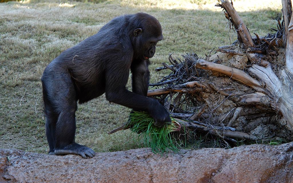 Western Lowland Gorilla-09