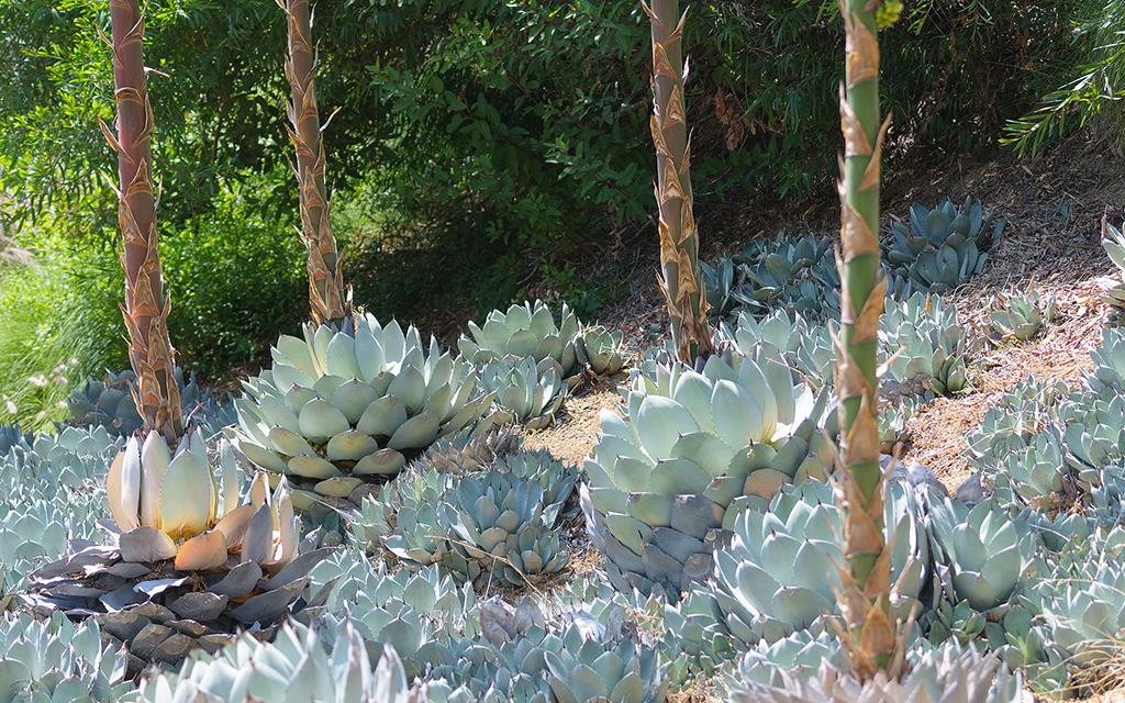 Agave (LAZooAug13)