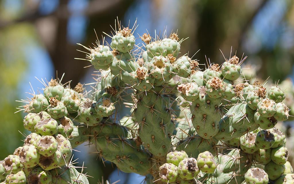 Cactus (LAZooAug13)-02