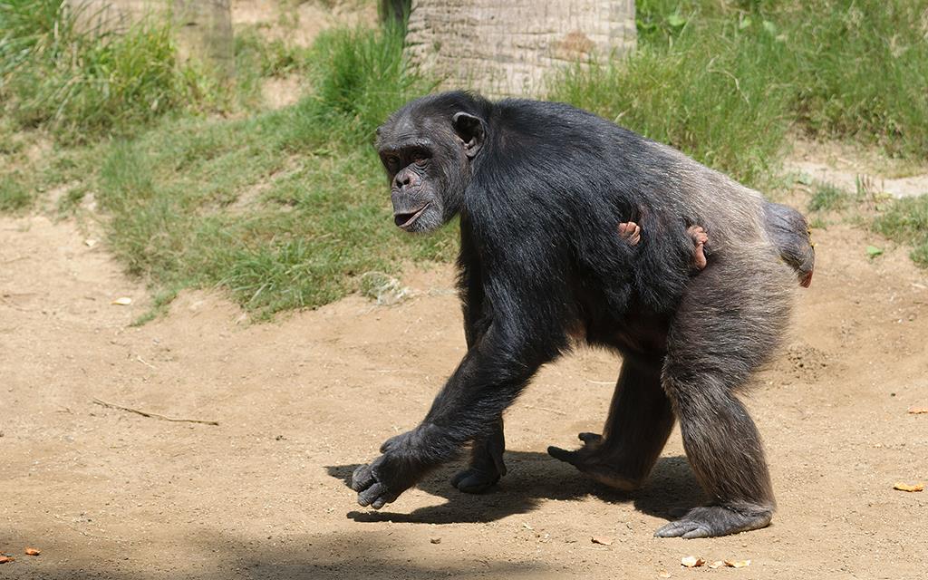 Chimpanzee (LAZooAug13)-01