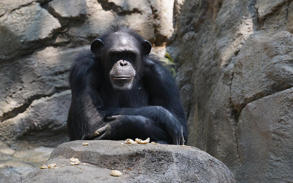 Chimpanzee (LAZooAug13)-20