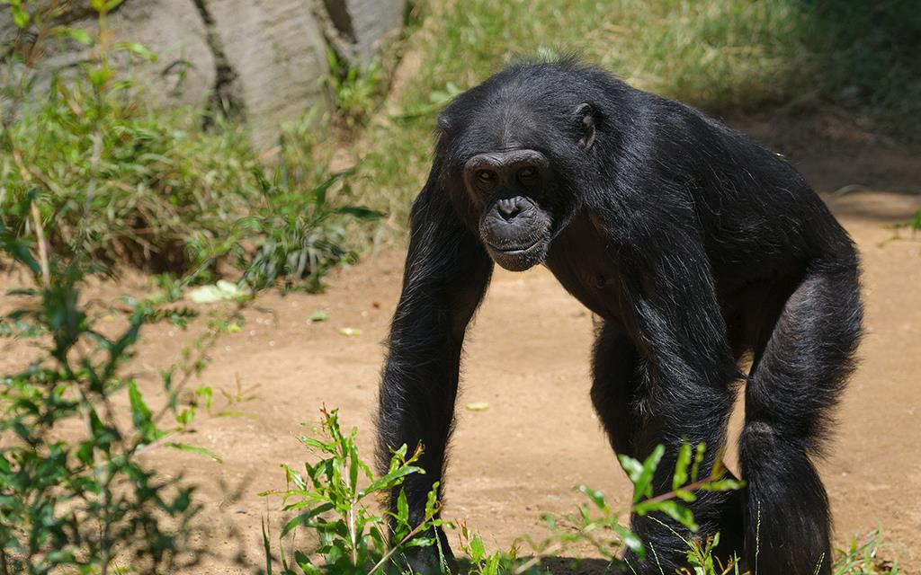 Chimpanzee (LAZooAug13)-23