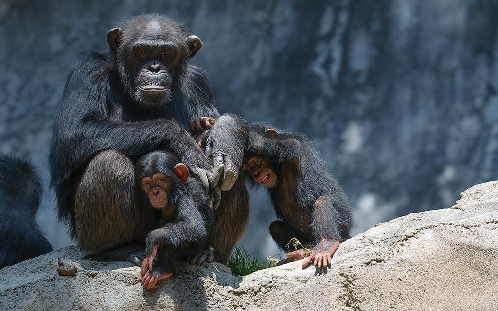 Chimpanzee (LAZooAug13)-37