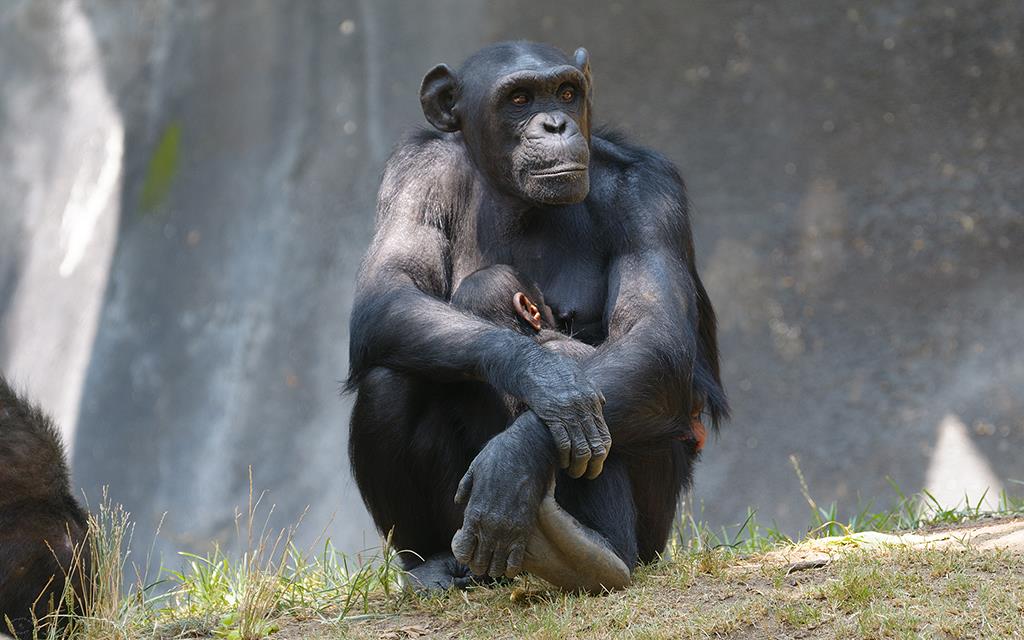 Chimpanzee (LAZooAug13)-46