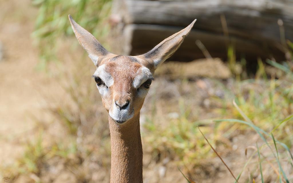 Gerenuk (LAZooAug13)