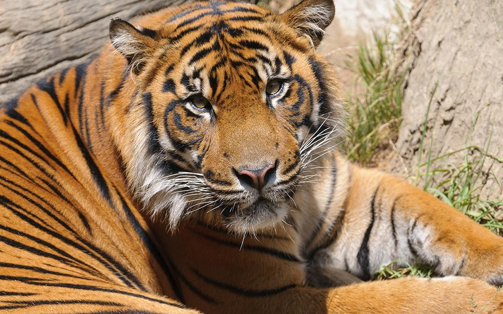 Sumatran Tiger (LAZooAug13)-02