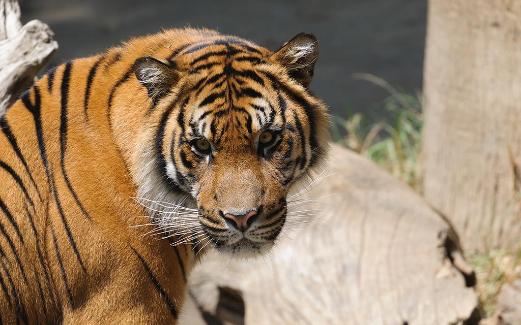 Sumatran Tiger (LAZooAug13)-03